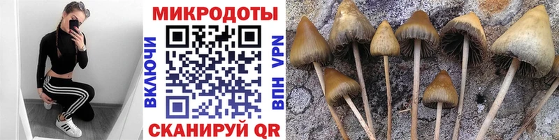 Псилоцибиновые грибы Psilocybe  где купить наркоту  Баймак 